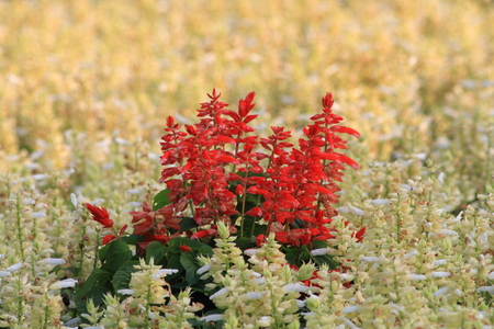 Colorful flowerの写真素材