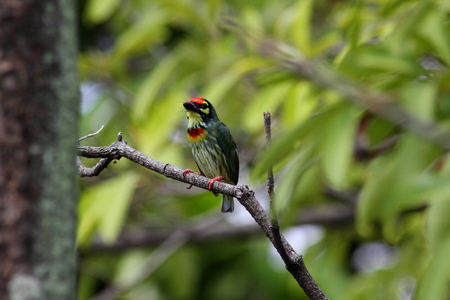 Coppersmith barbet, Colorful bird on branchの写真素材