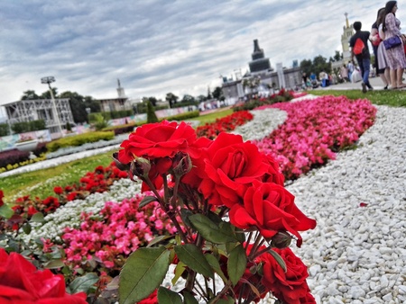 Red flowersのeditorial素材