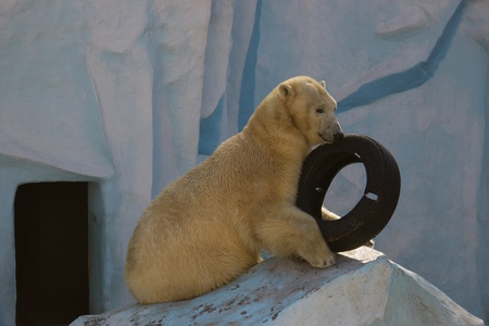 white bear with tire on iceberg in zooの写真素材