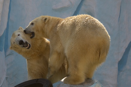 two white pollar bears fight in zooの写真素材