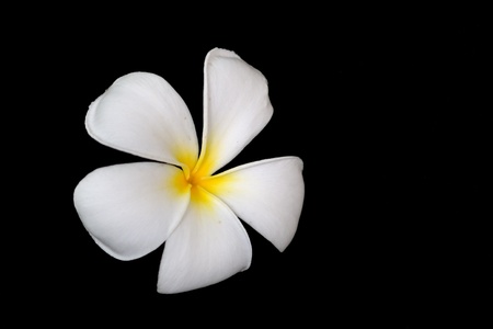 Plumeria Flowerの写真素材