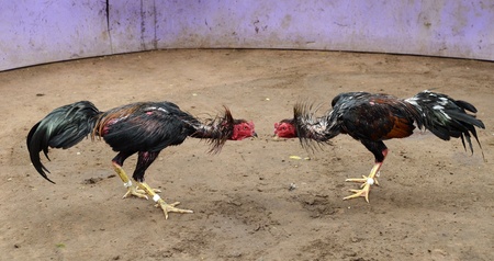 Cock fight の写真素材