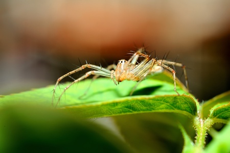 spider on green leaf