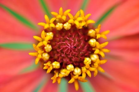 Carpel red flower の写真素材