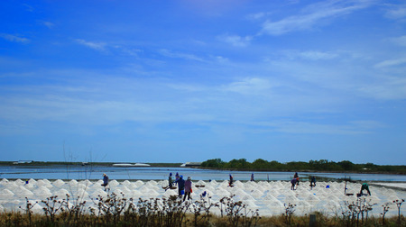 Saline Farmers are havesting sea salt under clear blue sky day.