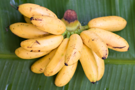 Yellow bananas on green banana leafの写真素材