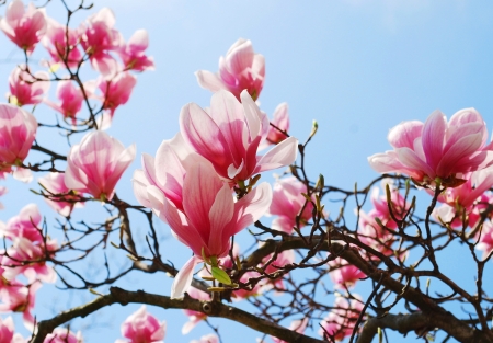 spring magnolia tree flowersの写真素材