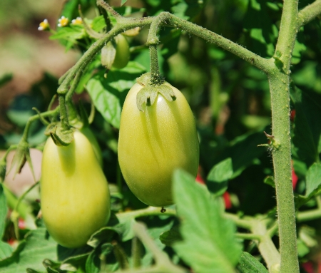 green tomatoes growing on the branches の写真素材
