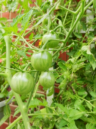 green tomatoes growing on the branches の写真素材