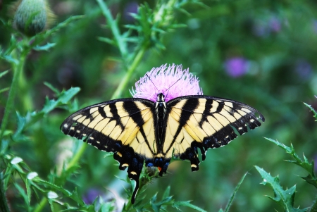 Monarch butterflyの写真素材