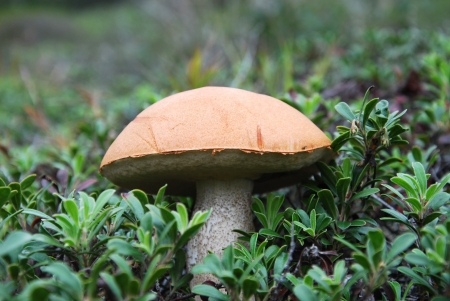 mushroomの写真素材