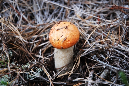 Mushroomsの写真素材