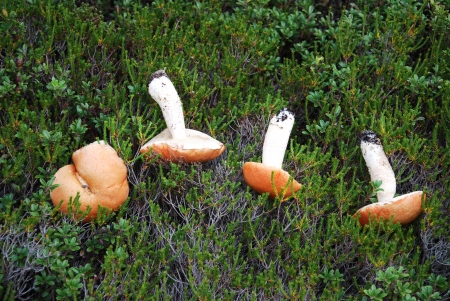 Mushroomsの写真素材