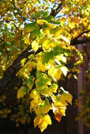 Autumn twigの写真素材