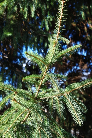 fir branchesの写真素材