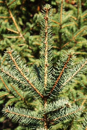 fir branchesの写真素材