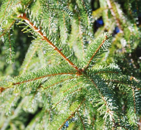 fir branchesの写真素材