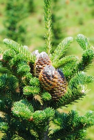 pine tree with coneの写真素材