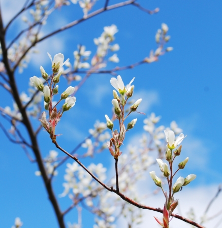 spring branches spring branches