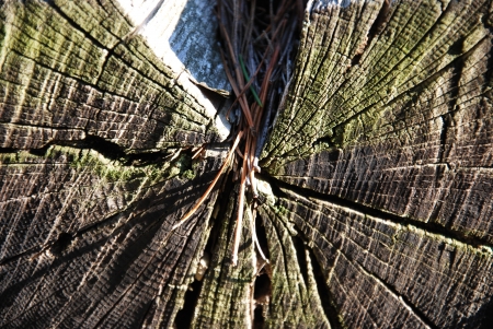 tree bark textureの写真素材