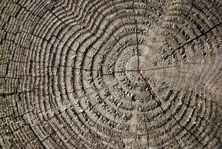 tree circle textureの写真素材