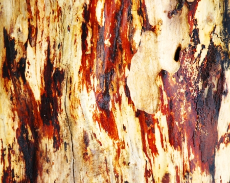 tree bark textureの写真素材