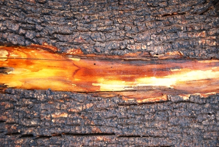 tree bark textureの写真素材