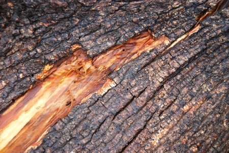 tree bark textureの写真素材