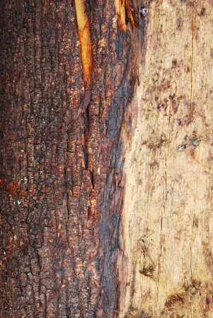 tree bark textureの写真素材