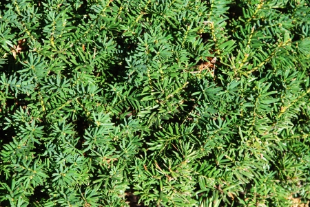 pine branchesの写真素材