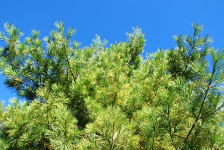 pine branchesの写真素材