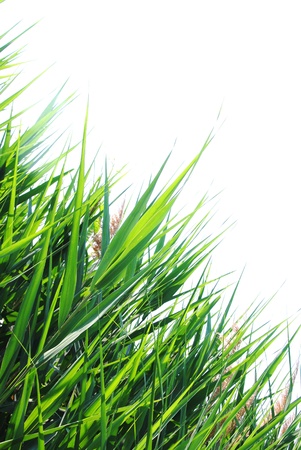 green grassの写真素材
