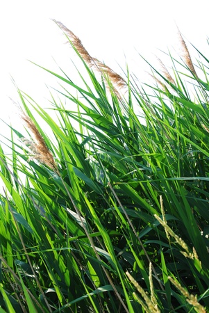 green grassの写真素材