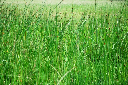 green grassの写真素材