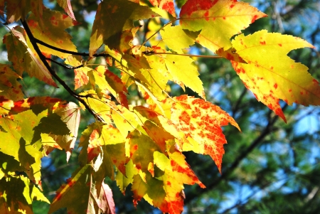 autumn treeの写真素材