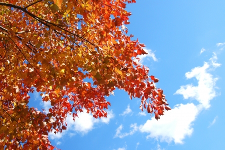 autumn treeの写真素材