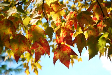 autumn treeの写真素材