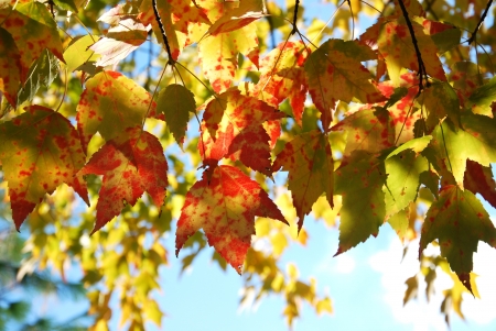 autumn treeの写真素材