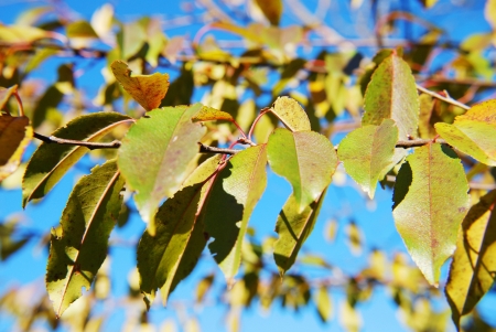 autumn treeの写真素材