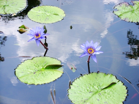Swamp lilyの写真素材