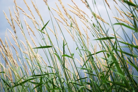 Closeup reeds on the field in summerの写真素材