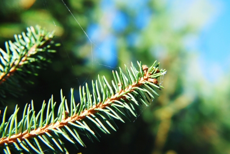fir branchesの写真素材
