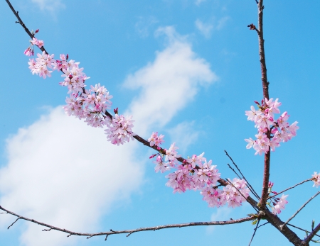 Blooming cherry tree branchesの写真素材
