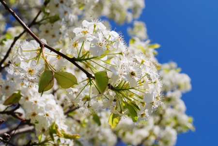 cherry blossom branchesの写真素材