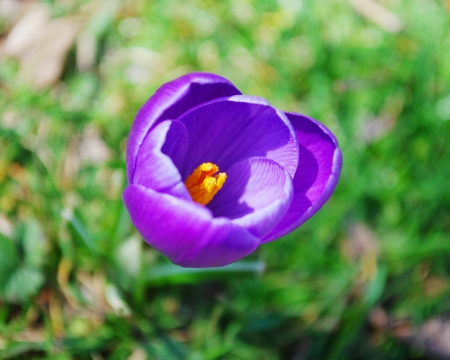 crocusの写真素材