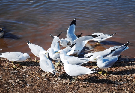 seagulls