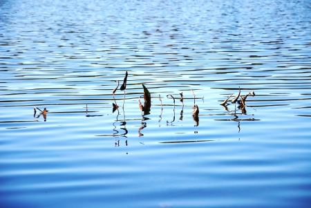 grass in the waterの写真素材