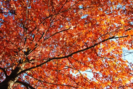 autumn treeの写真素材