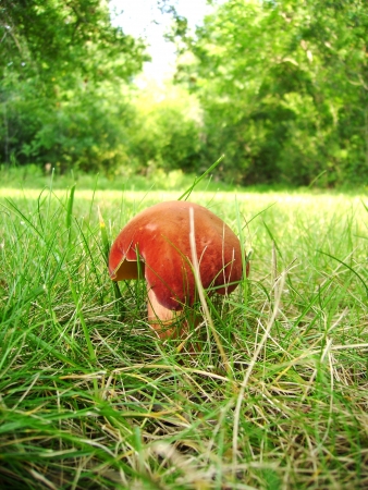 red mushroomの写真素材